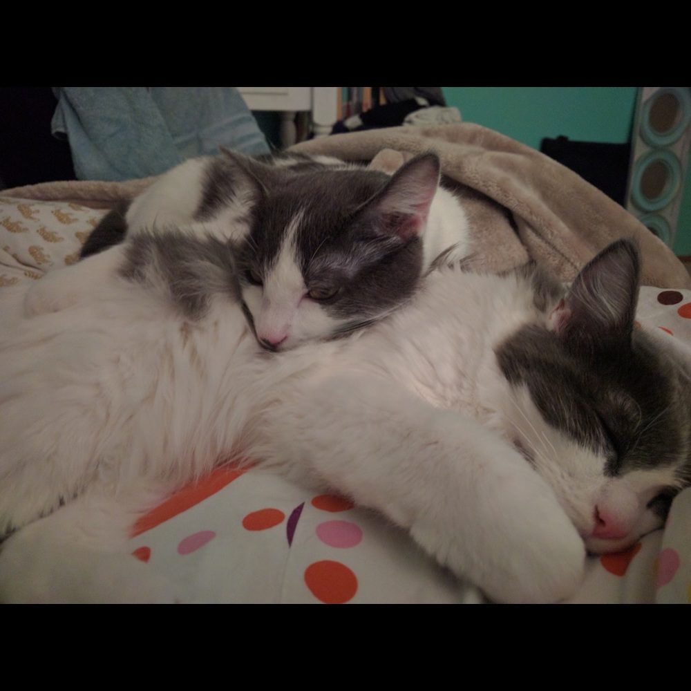 Meet your Posher, Alice